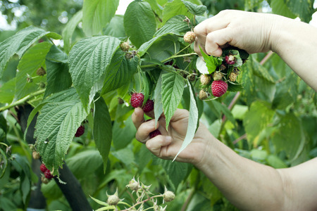 Process of harvesting of red raspberry in a farmer garden