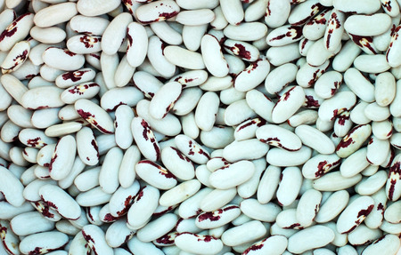 Texture - a large number of ripe, white beans from the gardenの写真素材