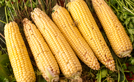 Yellow, fresh corn from the garden on a background of different greens