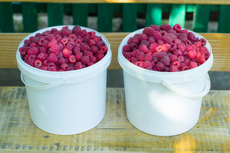 Two buckets with freshen red and juicy raspberry on a benchの写真素材