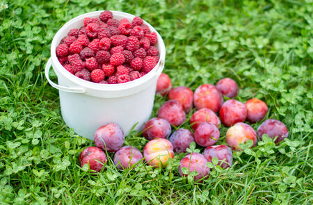 Red, fresh berry raspberry and plums in a bucket and plums against a green grassの写真素材