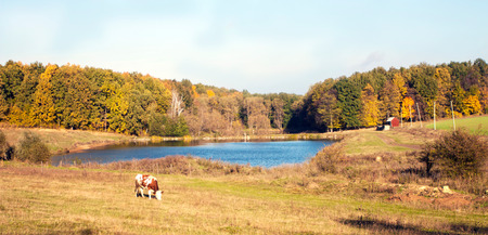 Pasture for cows in rural areas against the wood and the lakeの写真素材