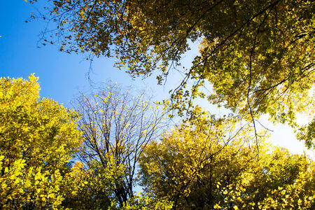 Abstraction of autumn yellow and green leaves against the skyの写真素材