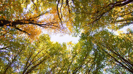 Abstraction of autumn yellow and green leaves against the skyの写真素材