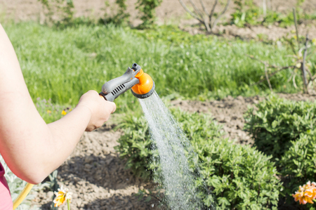 Watering water from a hose of various plants on a background of green gardenの写真素材