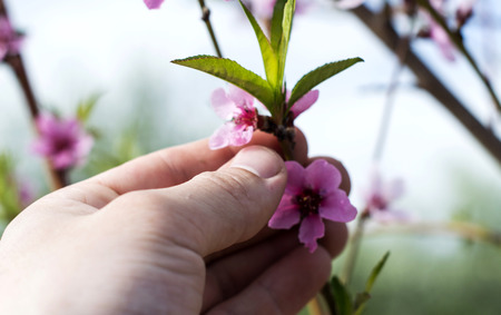 Touching his hand to pink apple blossom on blurred backgroundの写真素材