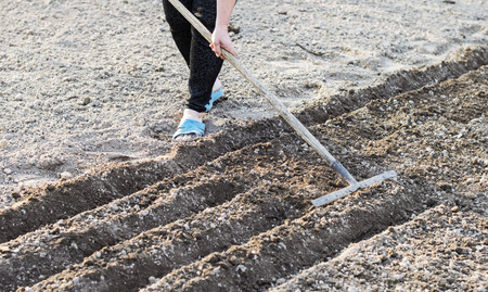 The process of planting vegetable seeds in fertile soilの写真素材
