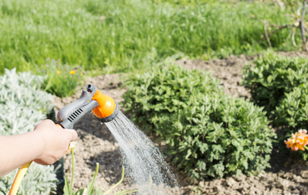 Watering water from a hose garden flowers on a background of green landscapeの写真素材