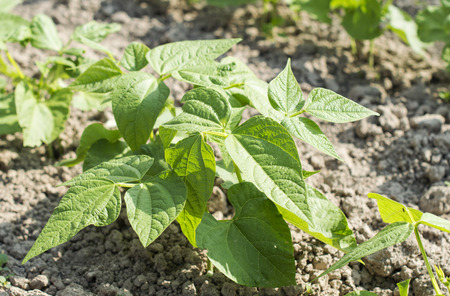 Rows of green beans on a background of gray soilの写真素材