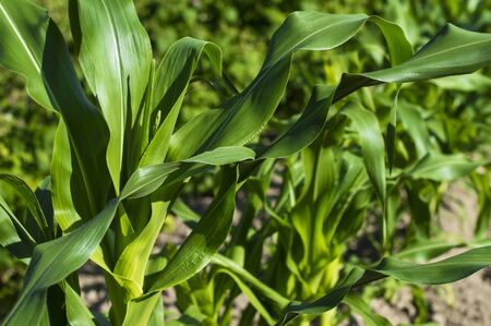 Texture - green leaves corn farm fieldの写真素材