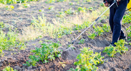 Spraying pesticide of potatoes leaves in the gardenの写真素材