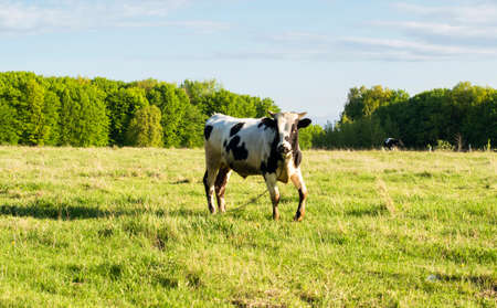 Bull grazing on the lawn near the forestの写真素材