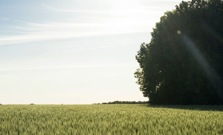 Field sown cereals - wheat on a background of blue skyの写真素材