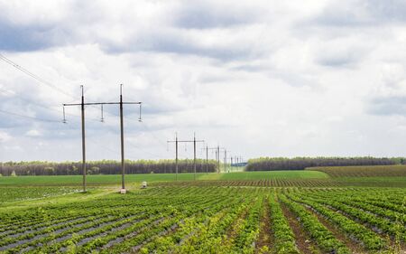 Farm field where strawberries grown in the open airの写真素材