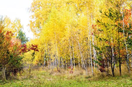 Landscape - young birch forest in autumn seasonの写真素材