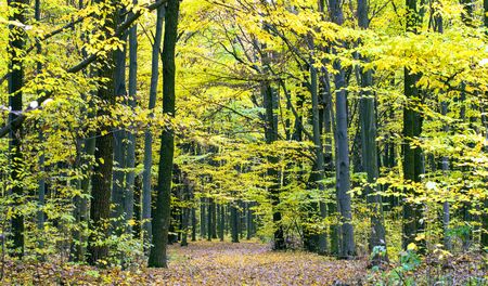 The road in the autumn wood in yellow and green tones