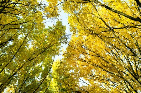 Abstraction of autumn yellow and green leaves against the skyの写真素材