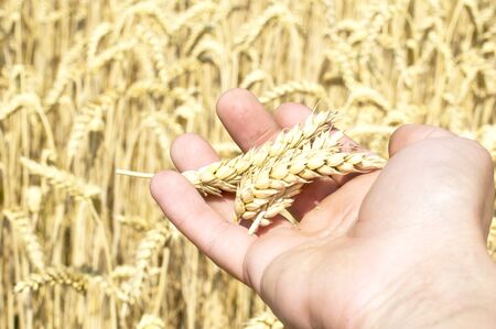 Spikelets of wheat in the palm of the farmer on the background of a wheat fieldの写真素材