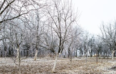 Winter landscape - white frost on trees in the gardenの写真素材