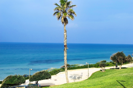 High palm tree with green branches on a background of blue sky and seaの写真素材