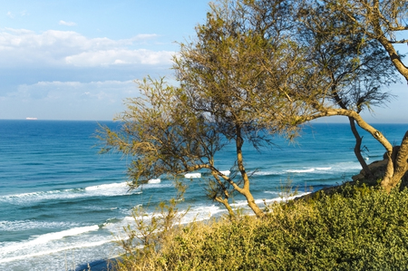 Trees on the hillside against the backdrop of sea and blue skyの写真素材