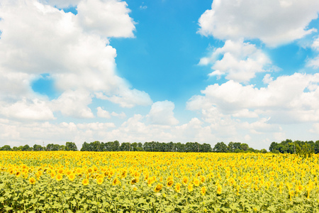 Sunflower field against a blue sky with white cloudsの写真素材