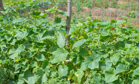 Cultivation of cucumbers on the soil in the garden of farming