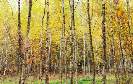 Birch forest with yellowed  leaves on the branches in the autumn of the yearの写真素材