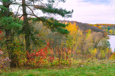 Landscape - trees with yellow leaves in autumn seasonの写真素材
