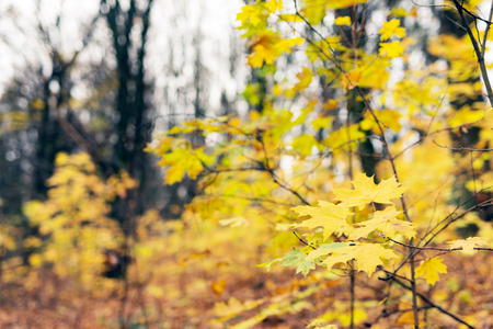 Yellow leaves on the branches of trees in the autumn of the yearの写真素材