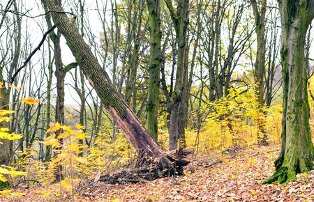 Falling dry old oak tree in the forest in autumn seasonの写真素材