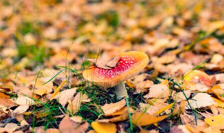 Red mushroom in a forest on the background of yellow leavesの写真素材
