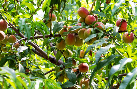 Ripening peaches on tree branches in the garden in sunny weatherの写真素材