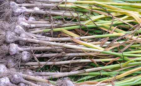 Garlic with green tops has just been dug out of the groundの写真素材