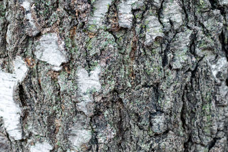 Texture - birch bark with elements of green moss and songの写真素材