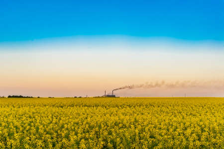 Field of yellow rapeseed with industrial plant on the horizon on a background of bright halo with blue skyの写真素材