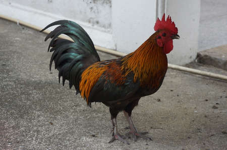 chicken