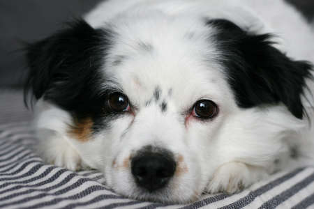 Muzzle of a dog close-up
