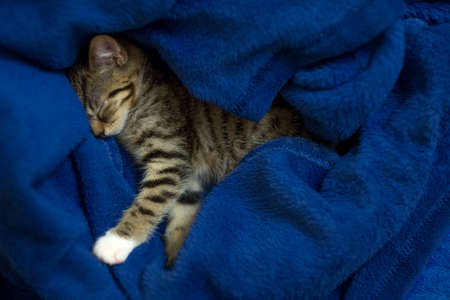 Cute little kitten with striped pattern sleeping sweet in a blue plaidの写真素材