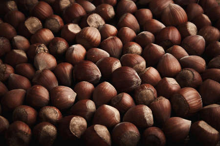 Fresh organic filbert. Hazelnuts background and texture.