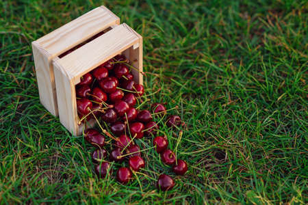 Wooden box with fresh ripe cherry on green grass at sunset. Summer fresh fruits.