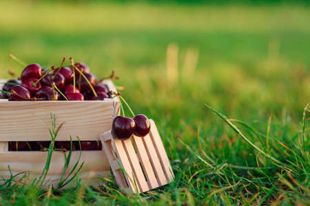 Two fresh ripe chrries on small wooden pallet on foreground and wooden box with a lot of cherries on green grass at sunset.の写真素材