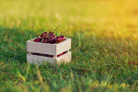 Wooden box with fresh ripe cherry on green grass at sunset.の写真素材