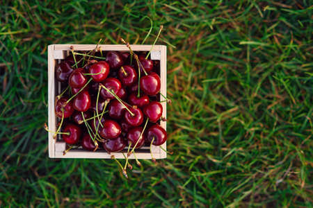 Wooden box with fresh ripe cherry on green grass at sunset. Summer fresh fruits.の写真素材