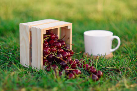 Fresh ripe cherries pour out from a wooden box on green grass at the park. Summer fresh fruits in wooden box and white cup.の写真素材