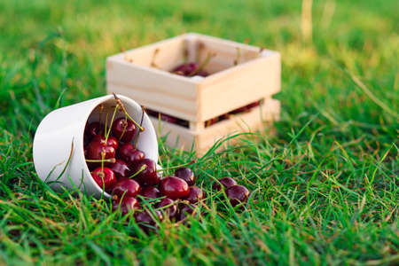 Fresh ripe cherries pour out from a white cup on green grass and wooden box on background at the park. Summer fresh fruits.の写真素材