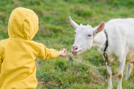 Little happy girl in yellow clothes feeding with grass a goat at green meadow.の写真素材