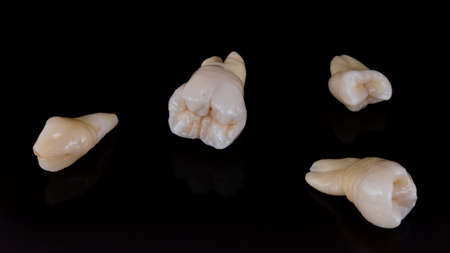 Set of dental crowns model made of ceramic for studying morphology and anatomy of human teeth.の写真素材