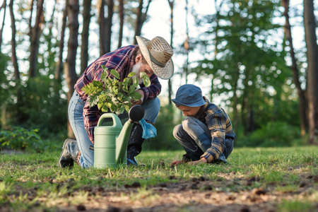 Attractive bearded senior grandfather with his lovely grandson on green lawn planting oak seedling and pour with water.の写真素材