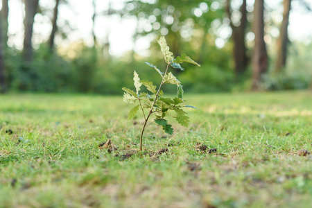 Small oak sapling freshly planted at summer forest. Nature friendly concept.の写真素材